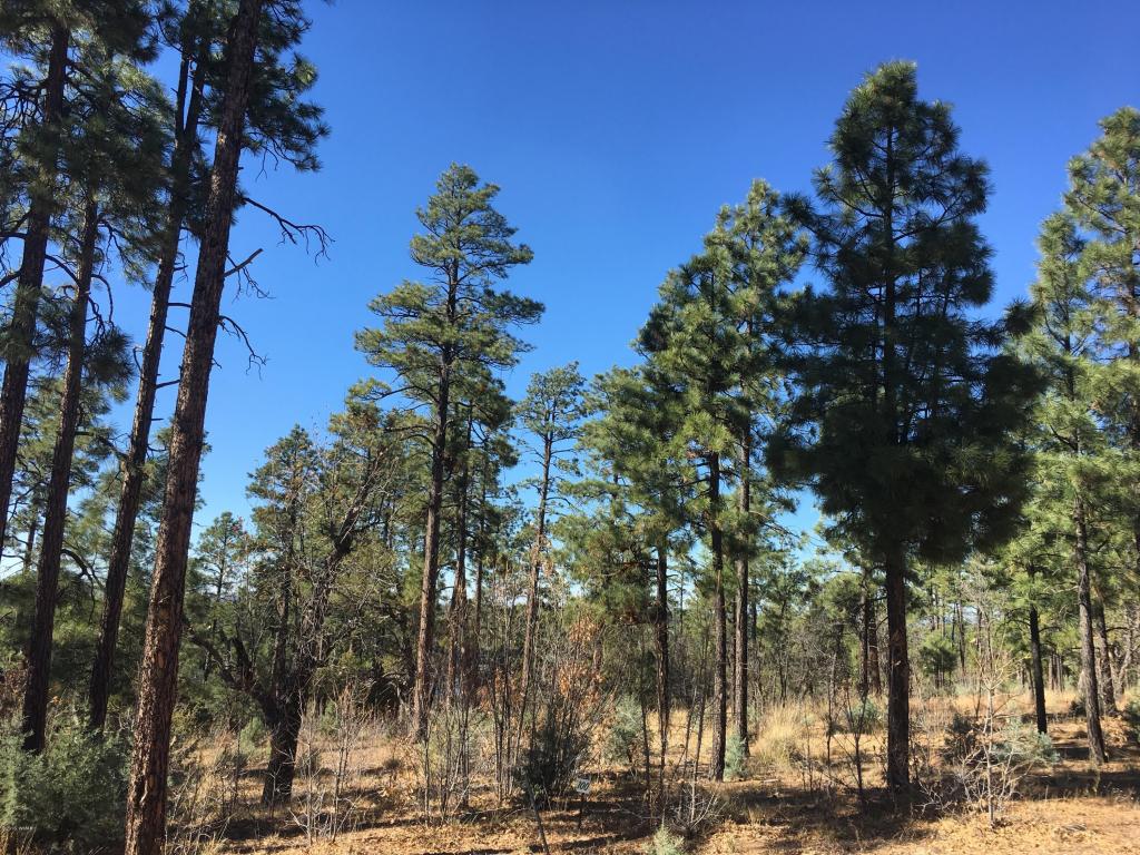 2428 CEDAR Pine Lane, Pinetop, AZ 85935