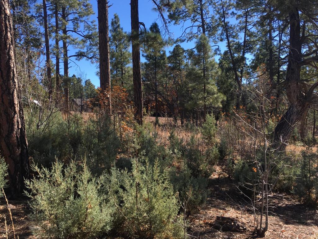 2428 CEDAR Pine Lane, Pinetop, AZ 85935