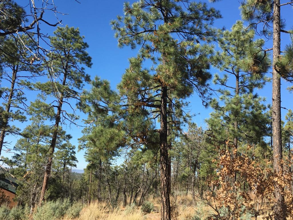2428 CEDAR Pine Lane, Pinetop, AZ 85935