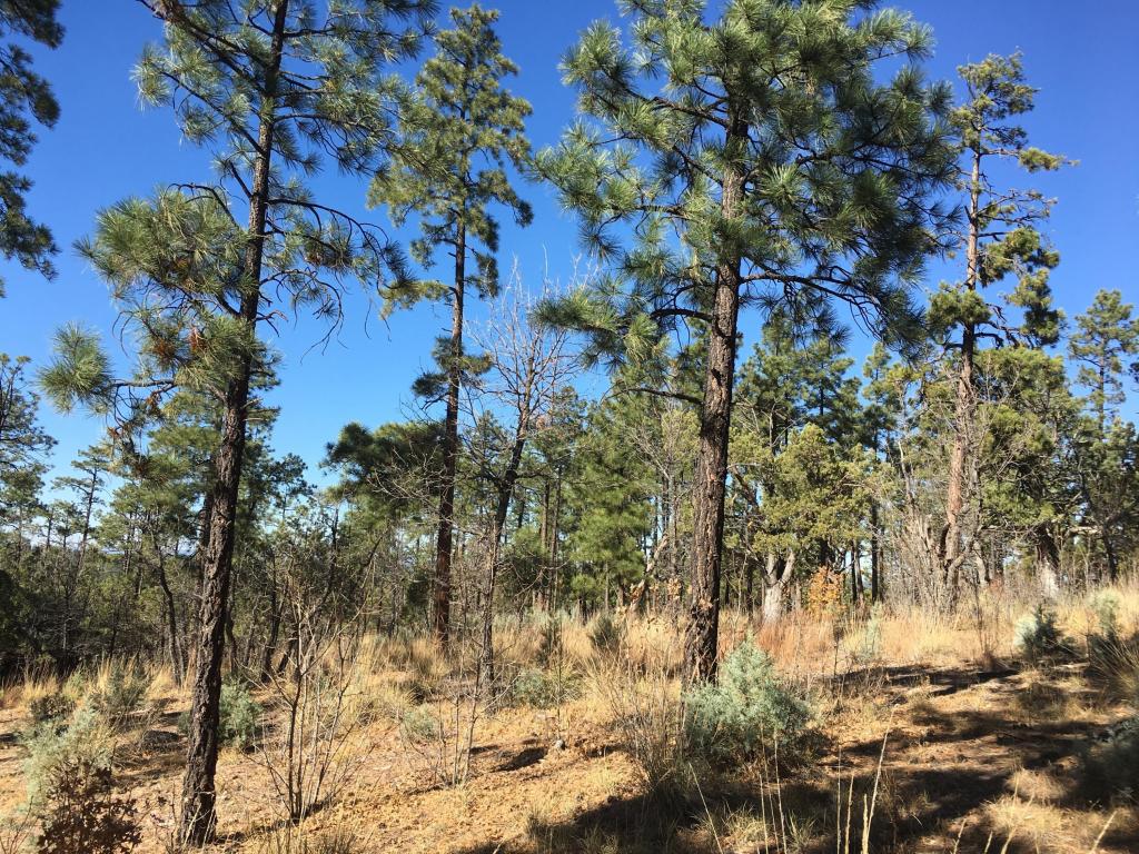 2428 CEDAR Pine Lane, Pinetop, AZ 85935