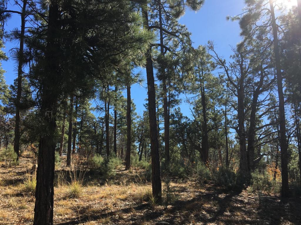 2354 S CEDAR Pine Lane, Pinetop, AZ 85935