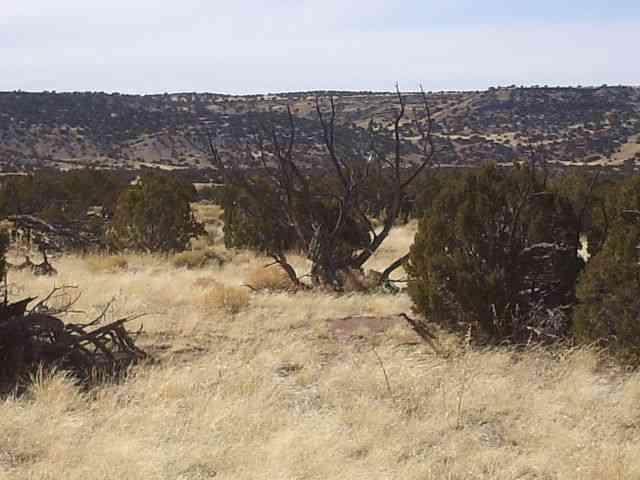 Lots 276, River Springs Ranch, St. Johns, AZ 85936