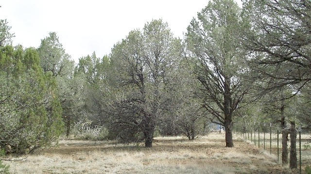 2582 E Spring Valley Road, Williams, AZ 86046