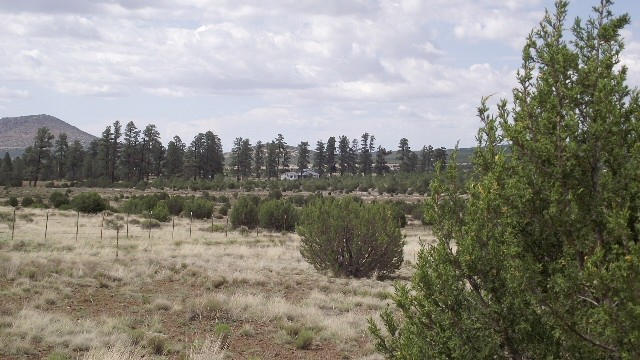2582 E Spring Valley Road, Williams, AZ 86046