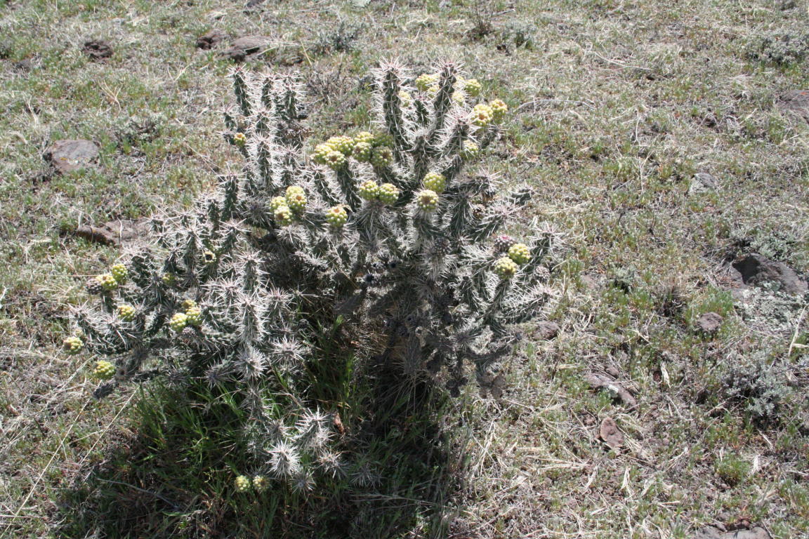 875 Mines Pass, Prescott, AZ 86301