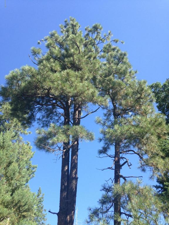 0 Pristine Pines, Prescott, AZ 86303