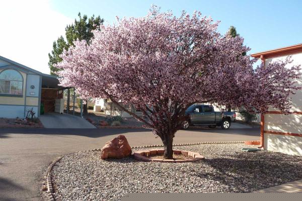 Pine Shadows2050 W State Route 89A, Lot 92Cottonwood, AZ 86326
