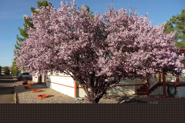 Pine Shadows2050 W State Route 89A, Lot 92Cottonwood, AZ 86326