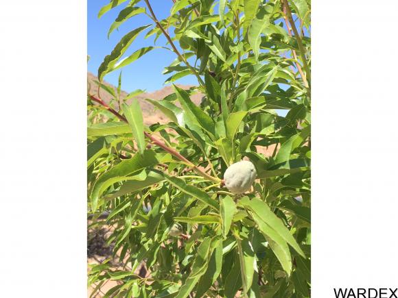 11020 E Spring Valley Dr, Hackberry, AZ 86411