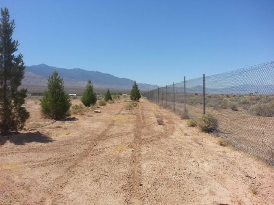 Palm, Littlefield, AZ 86432