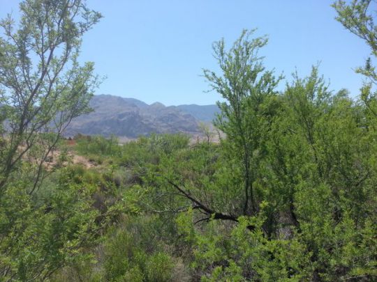 Palm, Littlefield, AZ 86432