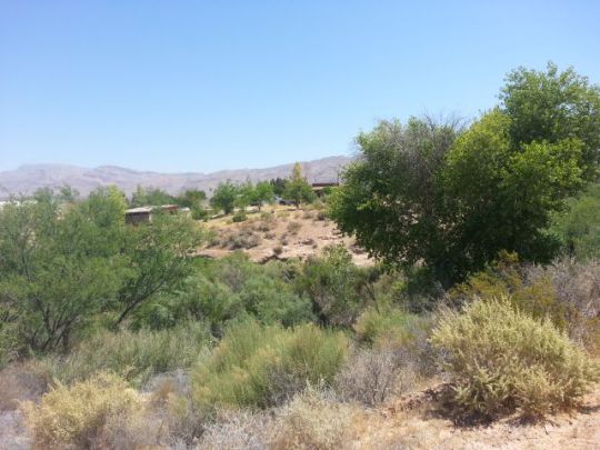 Palm, Littlefield, AZ 86432