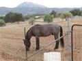 18266 W Boundary Truck Trail, Jamul, CA 91935