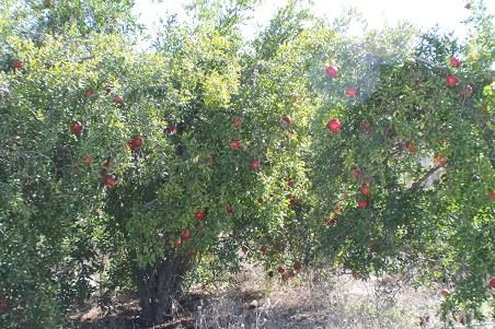 27750 Fairview Avenue, Hemet, CA 92544