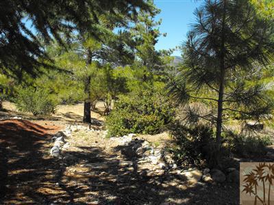 59462 Hop Patch Spring Road, Mountain Center, CA 92561
