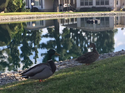 Lake Park Placentia255 LAKE PARK DR.Placentia, CA 92870