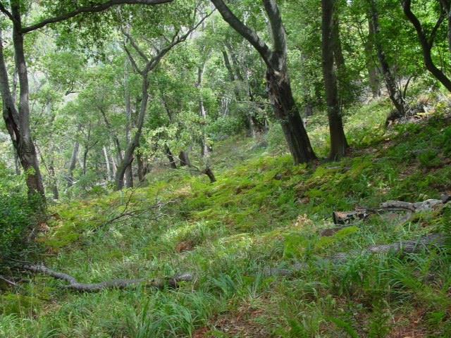46151 Clear Ridge Rd, Big Sur, United States 93920