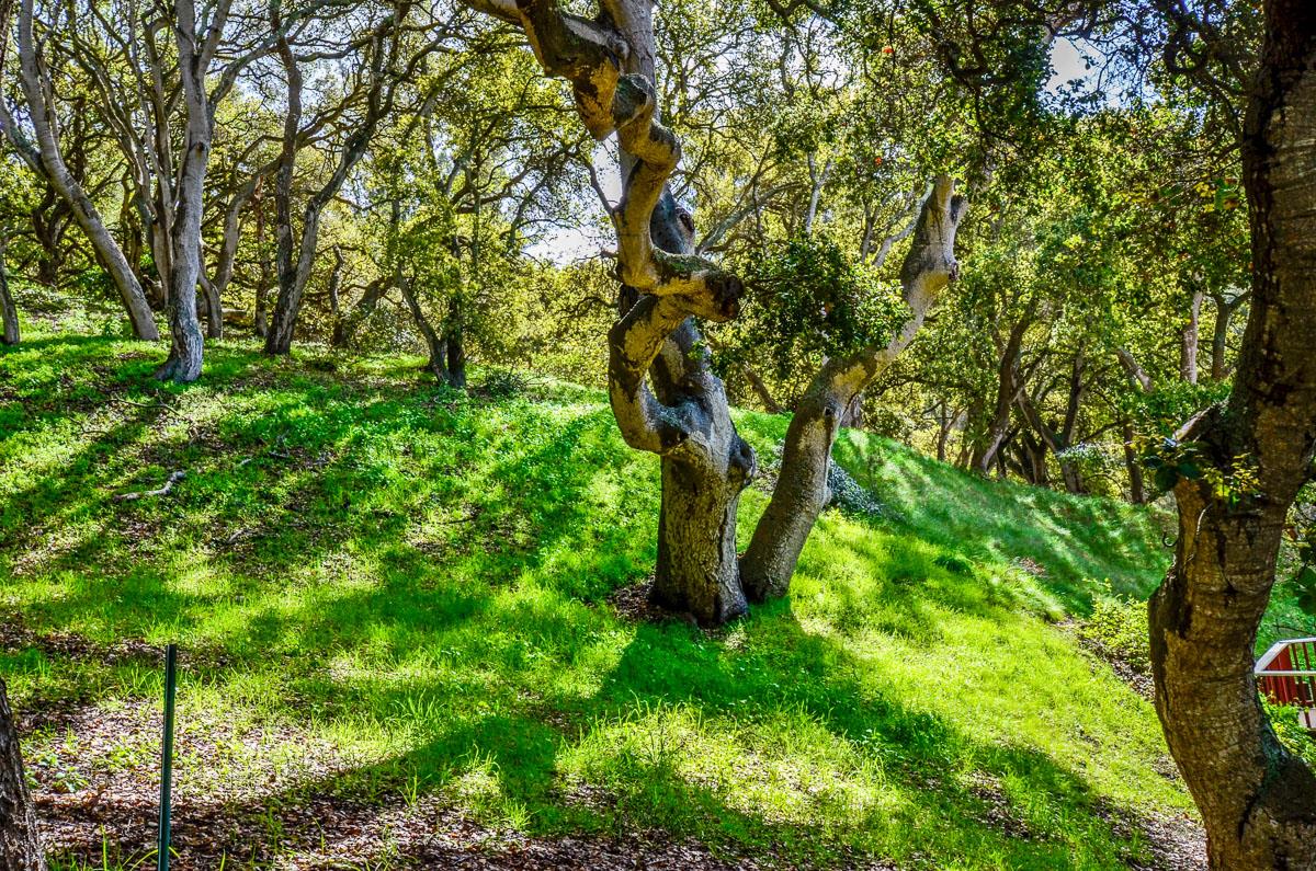 2473 Rifle Range DR, Royal Oaks, CA 95076