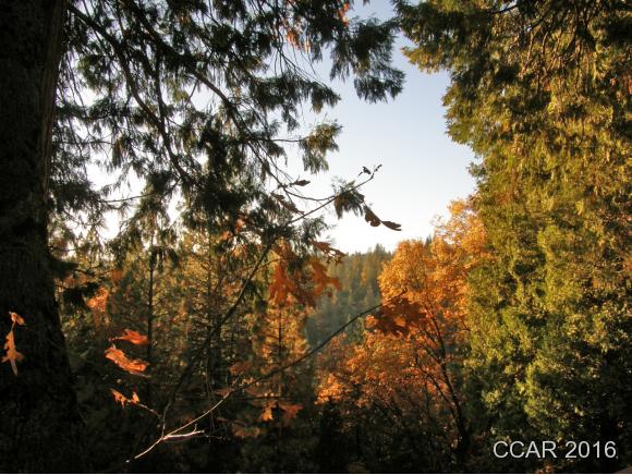 1796 Bear Clover Drive, Arnold, CA 95223