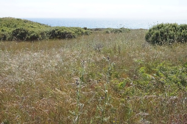 312 Pipers Reach, The Sea Ranch, United States 95497