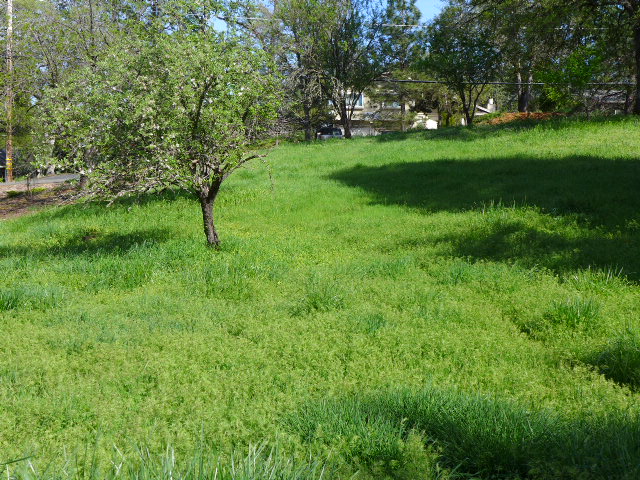 13492 Torrey Pines DrAuburn, CA, 95602Nevada County