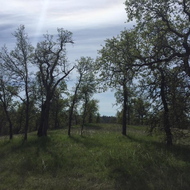 9 Canto De Las Lupine Dr, Redding, CA 96001