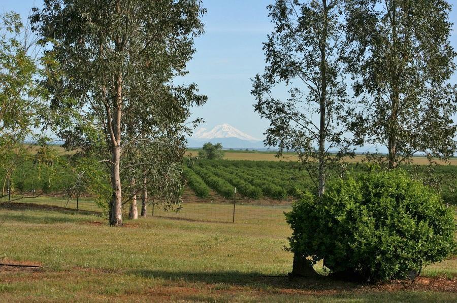 21215 GYLE RD, Corning, CA 96021