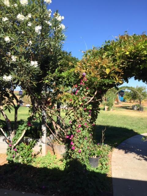 21215 GYLE RD, Corning, CA 96021