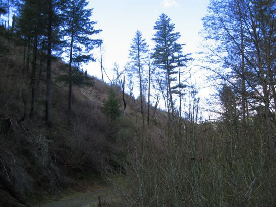 311 Oak Ranch Rd., Lewiston, CA 96052