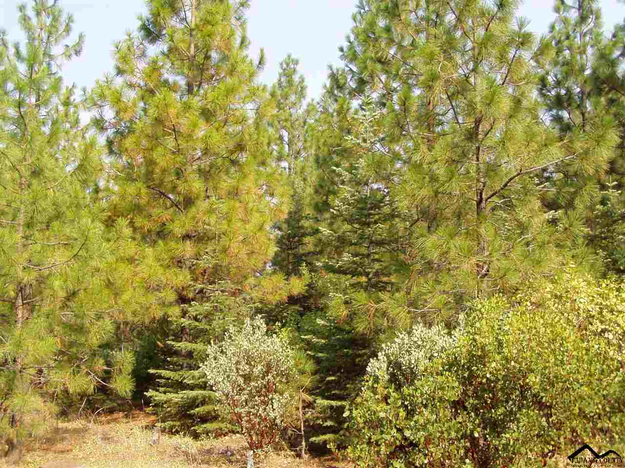 000 Ponderosa Way, Paynes Creek, CA 96075