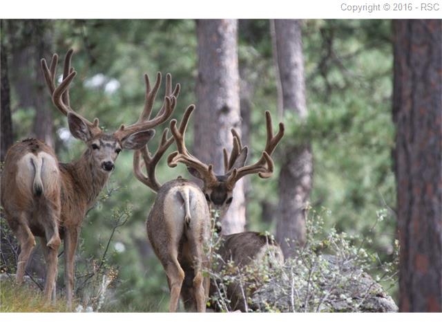 11245 E Palmer Divide Avenue, Larkspur, CO 80811