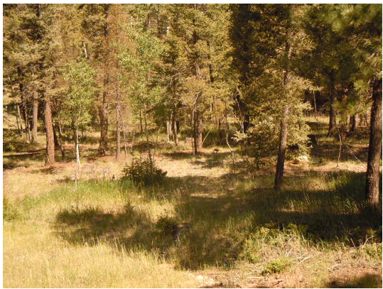 169 Tawatsy LaneFlorissant, CO, 80816Teller County