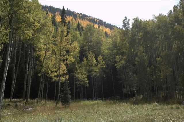 TbdConundrum Creek Road, Aspen, CO 81611