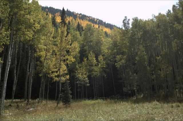 TbdConundrum Creek Road, Aspen, CO 81611