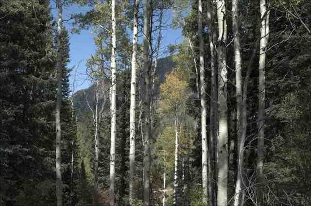 TbdConundrum Creek Road, Aspen, CO 81611