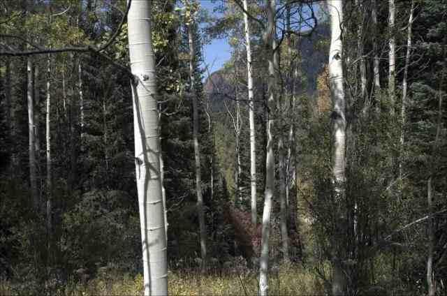 TbdConundrum Creek Road, Aspen, CO 81611