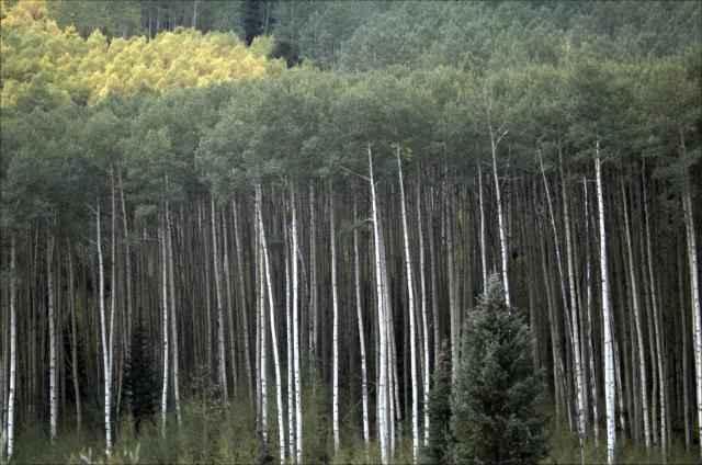 TbdConundrum Creek Road, Aspen, CO 81611