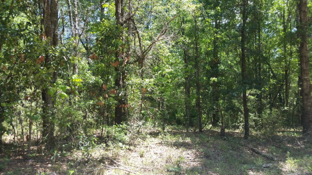 41st Rd, Branford, FL 32008