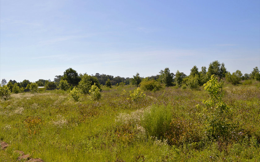 142 SE LINDALE GLEN-LOT 19, Lake City, FL 32025