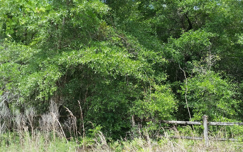 TBD QUARRY CIRCLE, Fort White, FL 32038