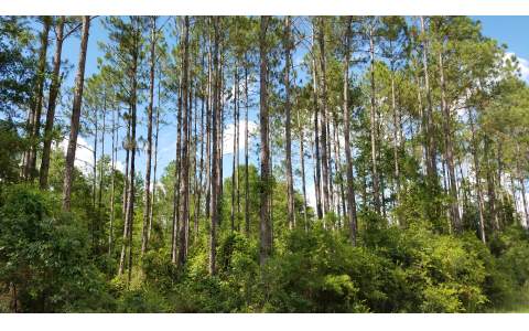 11524 SW TUSTENUGGEE AVENUE, Fort White, FL 32038