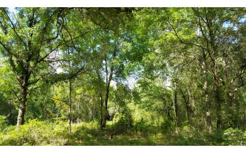 11524 SW TUSTENUGGEE AVENUE, Fort White, FL 32038