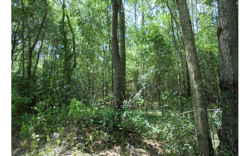 TBD SW 31ST STREET, Jasper, FL 32052