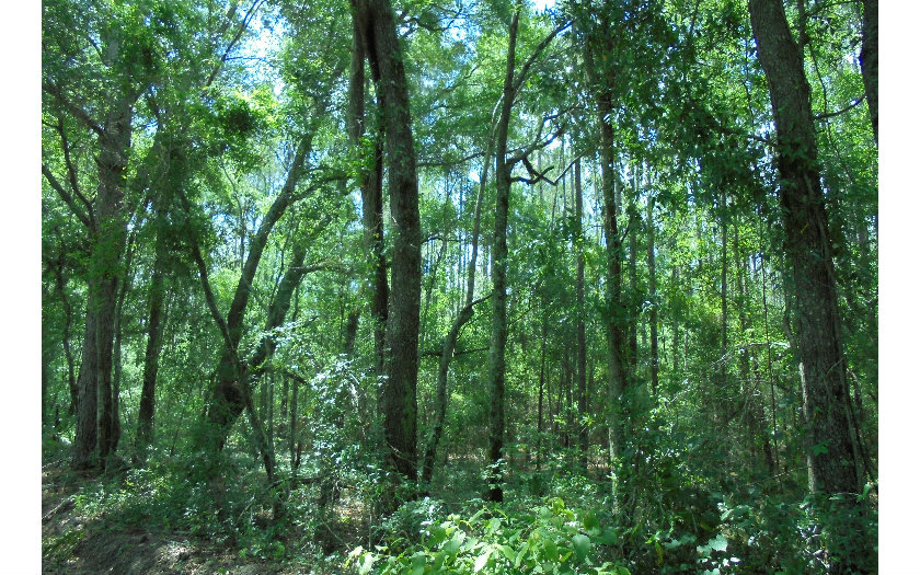 TBD SW 31ST STREET, Jasper, FL 32052