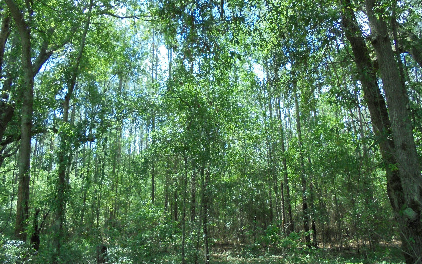 TBD SW 31ST STREET, Jasper, FL 32052