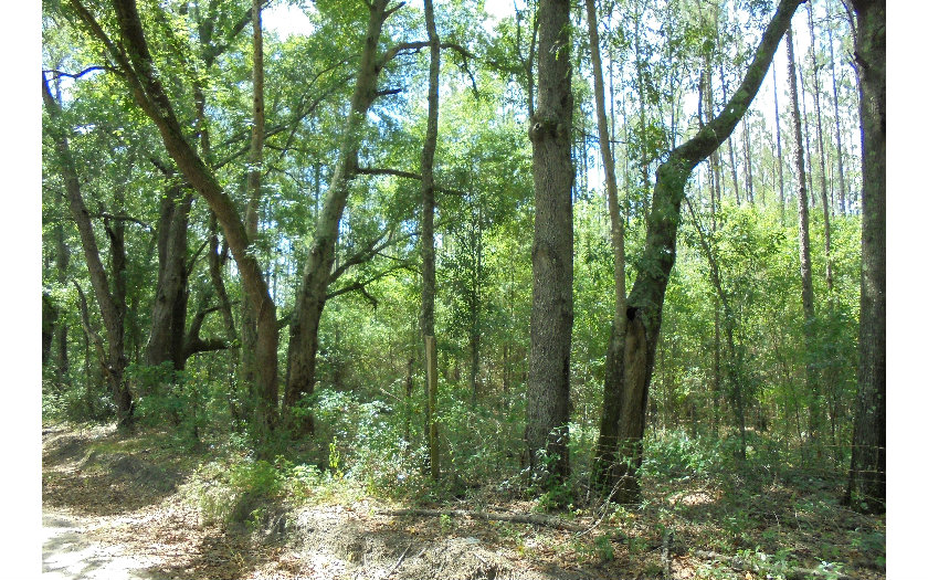 TBD SW 31ST STREET, Jasper, FL 32052