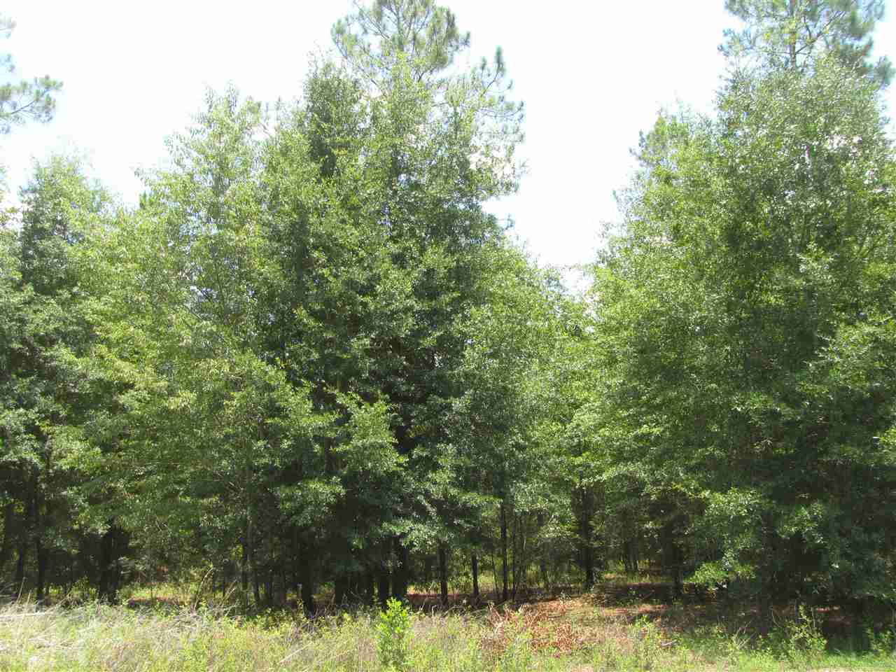 Vacant NE Lavender, Lee, FL 32059