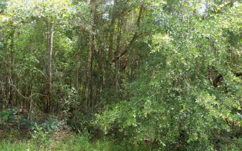 TBD 86TH TERRACE, Live Oak, FL 32060
