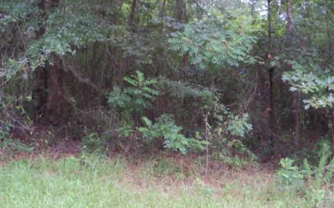 TBD 86TH TERRACE, Live Oak, FL 32060