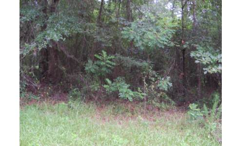 TBD 86TH TERRACE, Live Oak, FL 32060